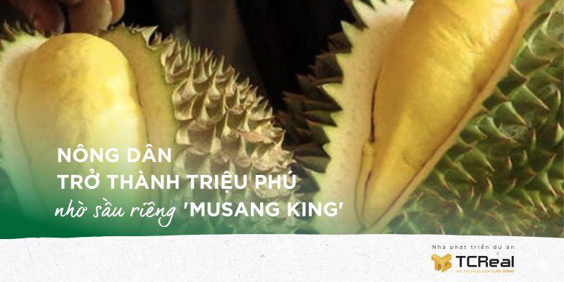 Nông dân trở thành TRIỆU PHÚ nhờ sầu riêng 'Musang King'
