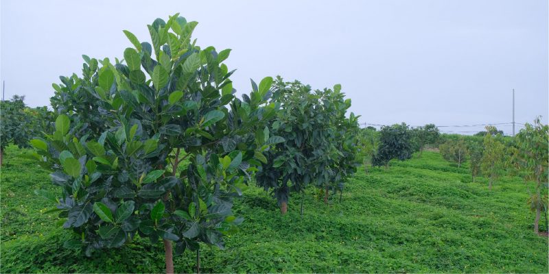 Bất động sản sinh thái sức khoẻ