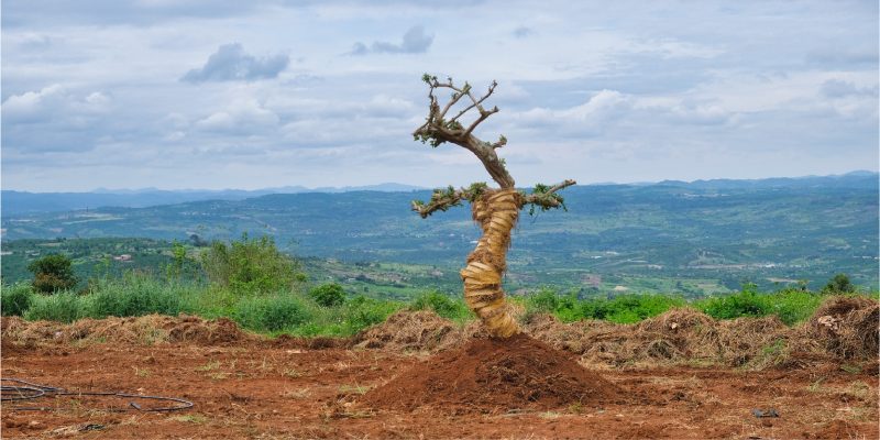 mo-hinh-bat-dong-san-nha-vuon-sinh-thai