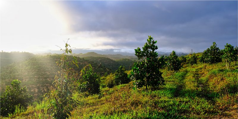 dau-tu-nha-vuon-sinh-thai