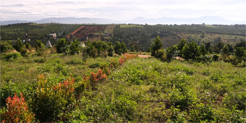 dat-trang-trai-snh-thai